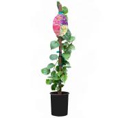Bougainvillea - 1-gal. - Assorted