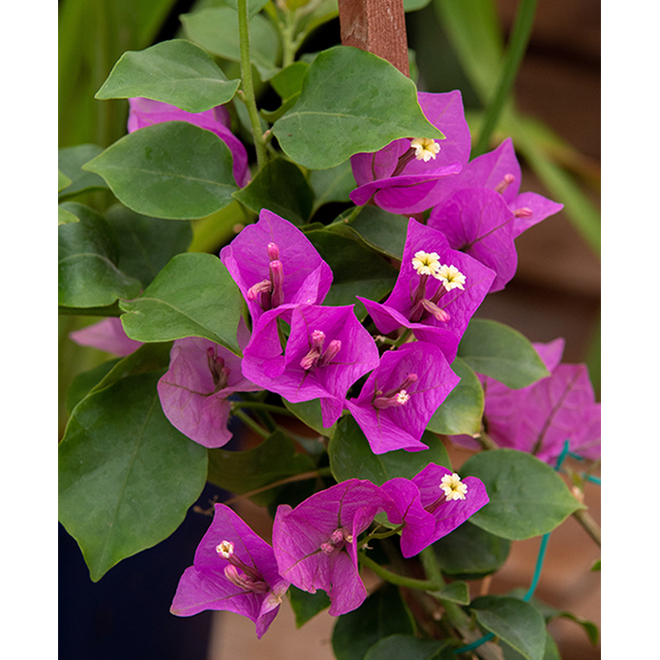 Bougainvillea - 1-gal. - Assorted