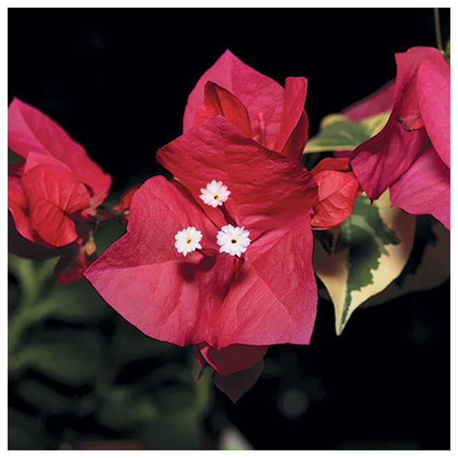 Bougainvillea - 1-gal. - Assorted