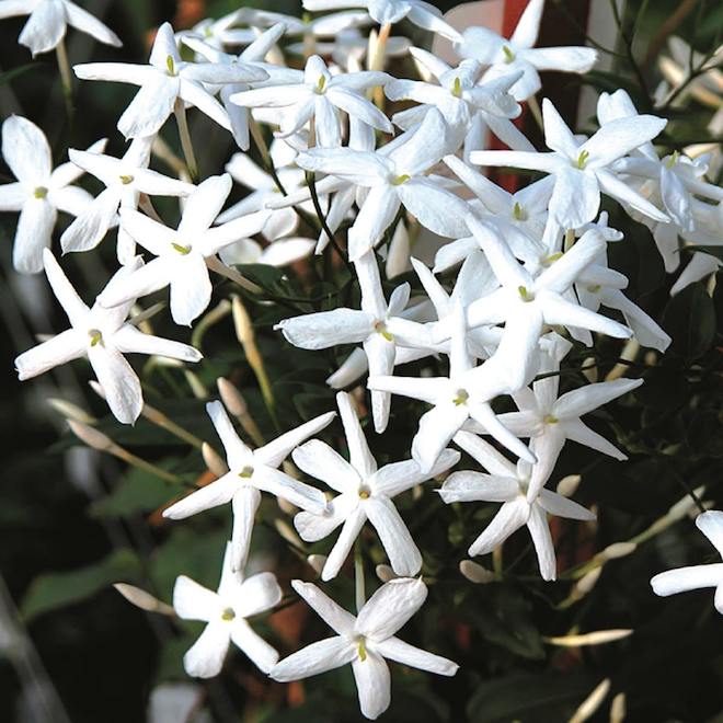 Clearview White Jasmine - 1-Gallon