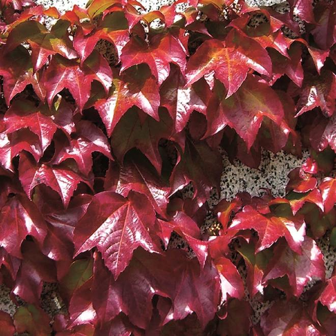 Clearview Parthenocissus- 1-Gallon