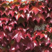 Clearview Parthenocissus- 1-Gallon