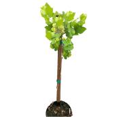 Clearview Grape - 1-Gallon