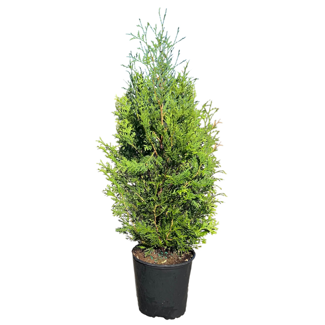 Hedge Cedar of 3-ft in a 3-gal. Pot