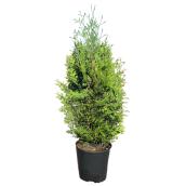 Cèdre pour haie dans un pot de 3 gallons de 3 pi