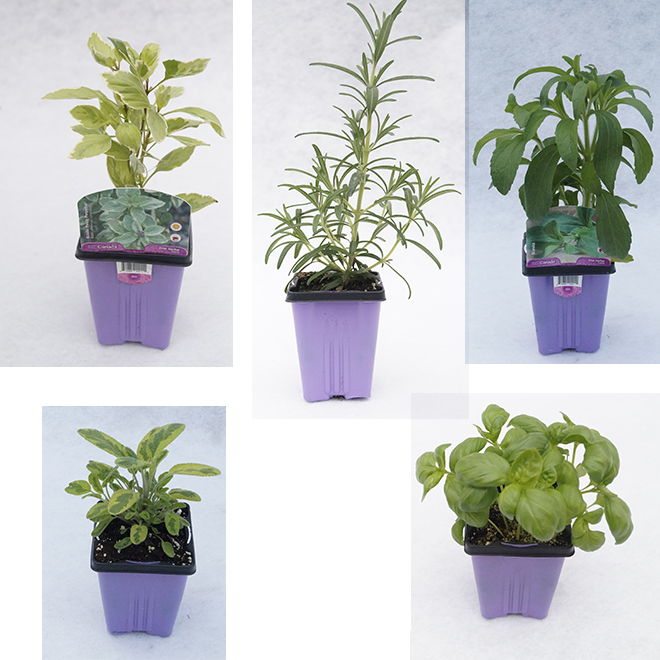 Assorted Fine Herbs - 9-cm Pot