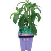 Assorted Fine Herbs - 9-cm Pot