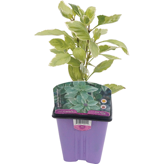 Assorted Fine Herbs - 9-cm Pot