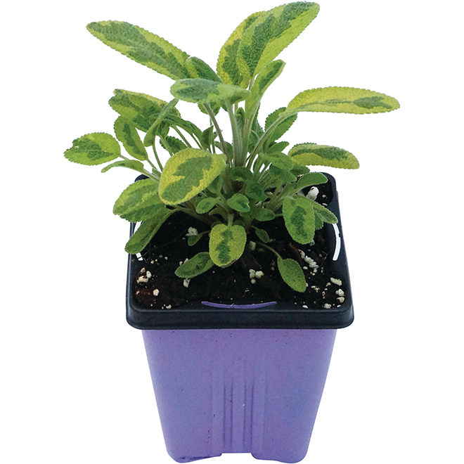 Assorted Fine Herbs - 9-cm Pot