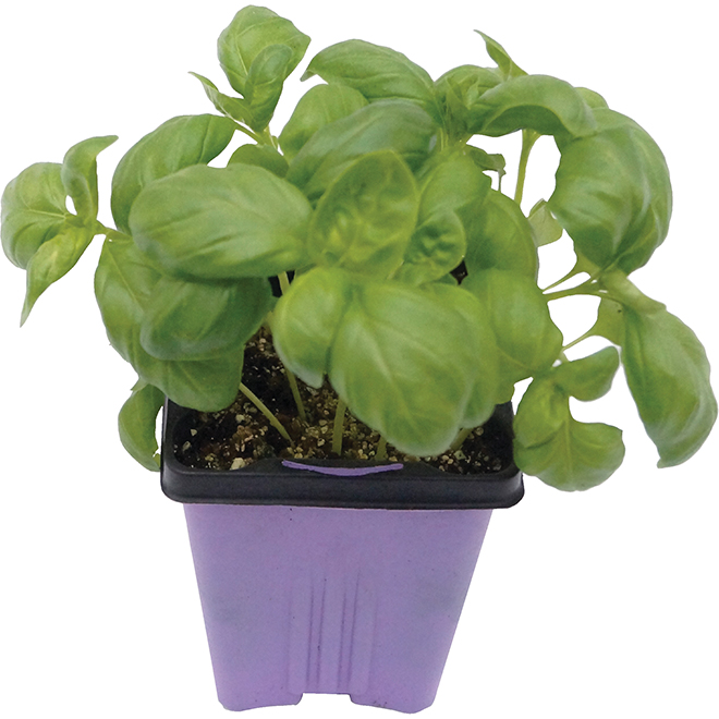 Assorted Fine Herbs - 9-cm Pot