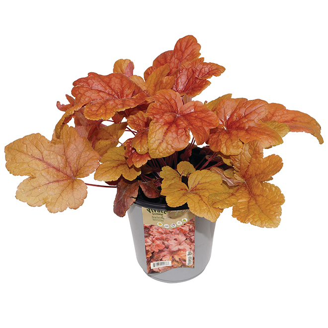 Decorative Foliage - Assorted