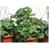 Plant de fraisier, panier suspendu de 25 cm