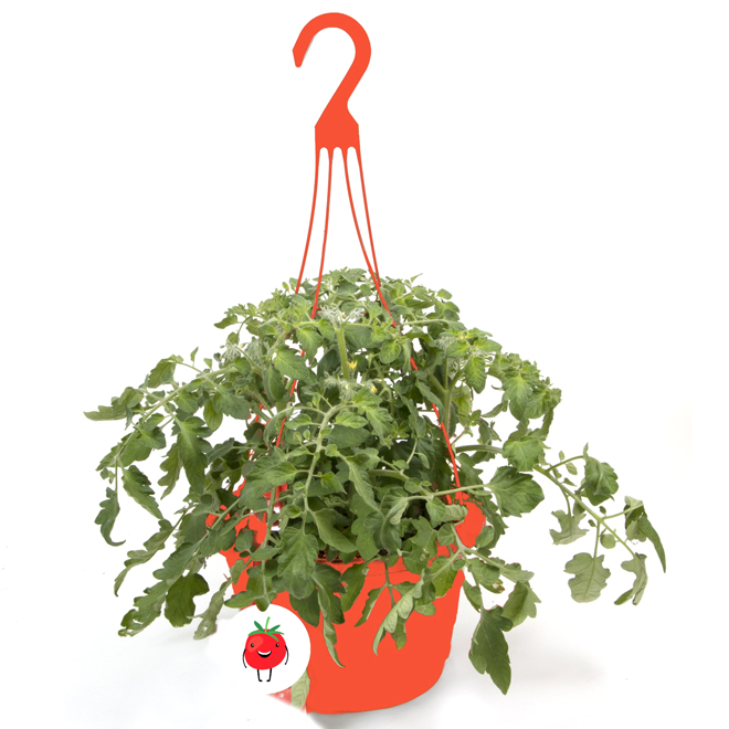 Burpee Plant De Tomates Cerises Panier Suspendu De 25 Cm Rona