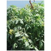 Cherry Tomato Plant - 2 Colours - 25-cm Hanging Basket