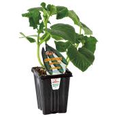 Plant de légumes Gourmet assortis, pot de 9 cm