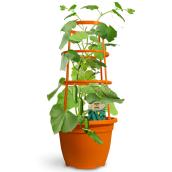 Cucumber Plant with Cage - Patio Snacke - 12-in