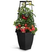 Big Beef Fourth of July Caged Tomato Plant - 12-in Patio Pot