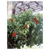 Plants de tomates et poivrons miniatures assortis, panier suspendu de 25 cm