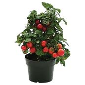 Plant de tomates Sweet'n'Neat, pot de 19 cm