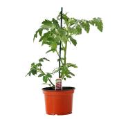 Assorted Tomato Plant - 17-cm Pot
