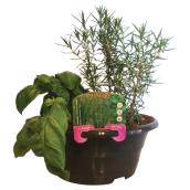 Assorted Fine Herbs Garden - 8-in Bowl