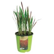 17 cm Grasses - Assorted