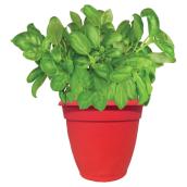 Assorted Fine Herbs - 17-cm Pot