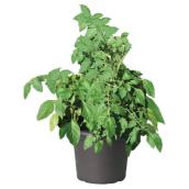 Plant de tomates mature, 8 po, assorti