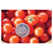 Plant de tomates perles, 7 po