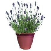 Plants de lavande, pot de 7"