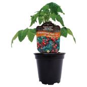 Assorted Vegetables and Herbs - 4.5-in pot