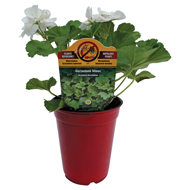 Plante répulsive, 4,5", assortie