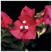 Bougainvillier, panier suspendu de 13 po, assorti