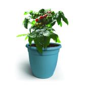 Plant de tomates assortis Mini Kitchen Siam, pot de 8 po