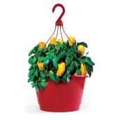Plant de piments, panier suspendu de 10 po