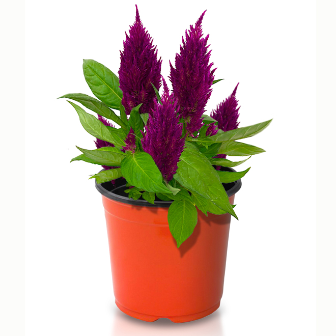 1 -Gallon Multicolor Celosia VMIX001-CE17 | RONA