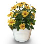 Yellow Helianthus Suncaster planter 8-in