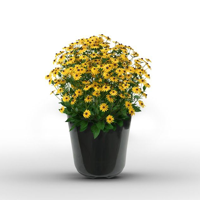 Fall Perennials - 8-in Planter - Assorted Colours