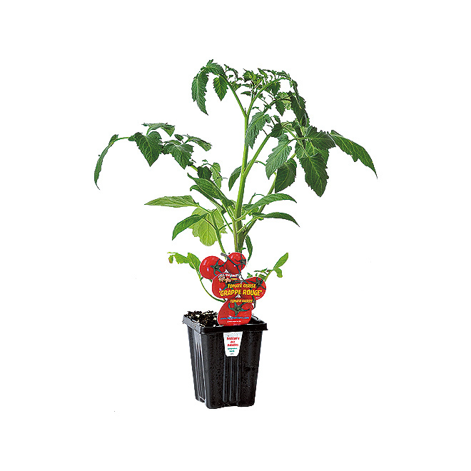 Jardins Paquettes Assorted Tomato Plant - 9-cm