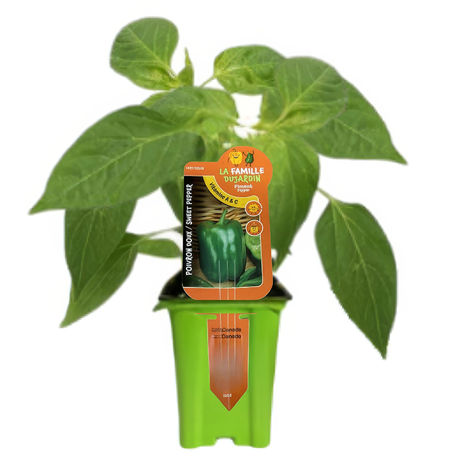 Jardins Paquette Assorted Pepper Plants in 9-cm Pot