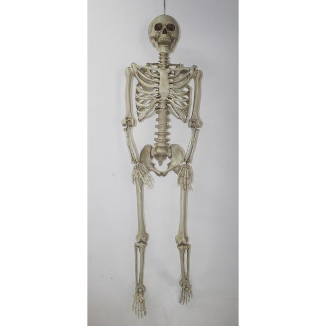 Holiday Living 5-ft Hanging Skeleton
