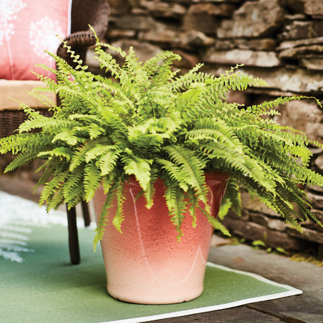 Style Selections Resin Planter - 15-in - Red