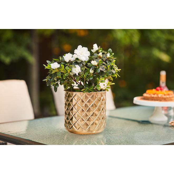 Allen + Roth 1-Pack 8.25-in W x 8.25-in H Metal Gold Planter