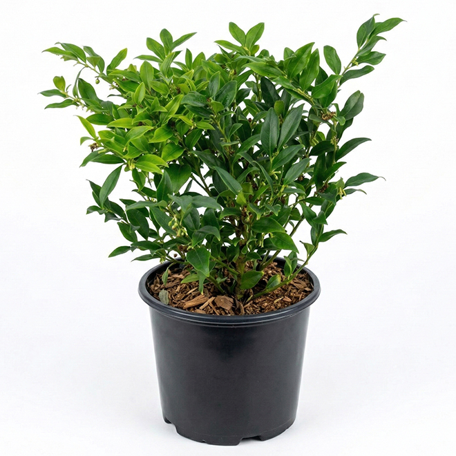 Fragrant Sarcococca - #1 Pot - Assorted