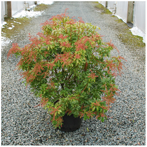 Inline Nurseries Assorted Pieris 3gal. Pot 5670433 RONA