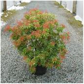 Inline Nurseries - Assorted Pieris - 3-gal. Pot