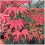 Ornamental Acer Maple Upright Tree in #2 Pot - Assorted