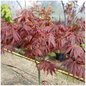 Ornamental Acer Weeping Maple Tree in #2 Pot - Assorted