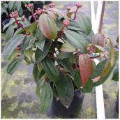 Viorne de David en pot n° 1, Inline Nurseries