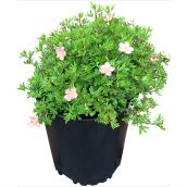 Assorted Potentilla - #2 Pot
